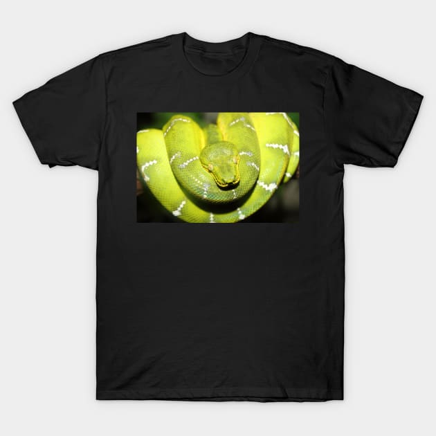 Emerald Tree Boa #1 T-Shirt by Carole-Anne